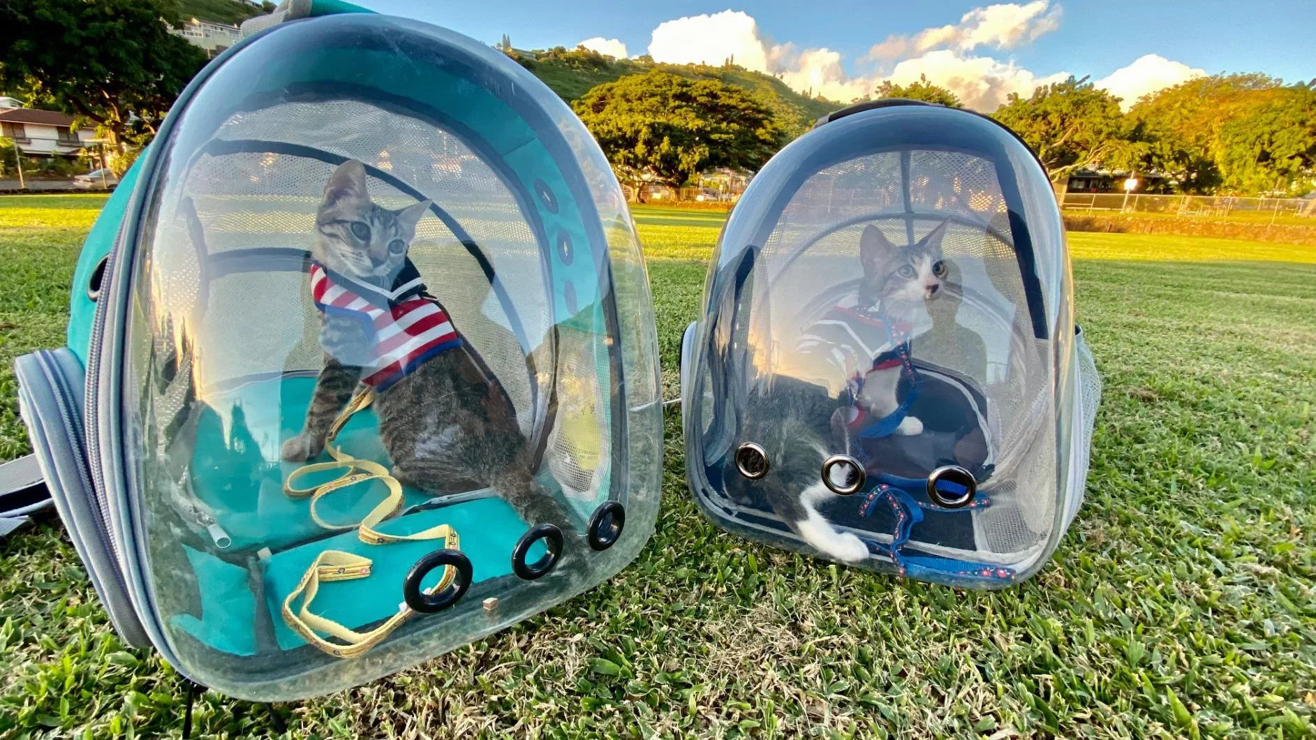Back Extension Cat Backpack, Space Capsule Transparent Bubble Expandable Pet Carrier for Kitten and Small Dog up to 12 Pounds