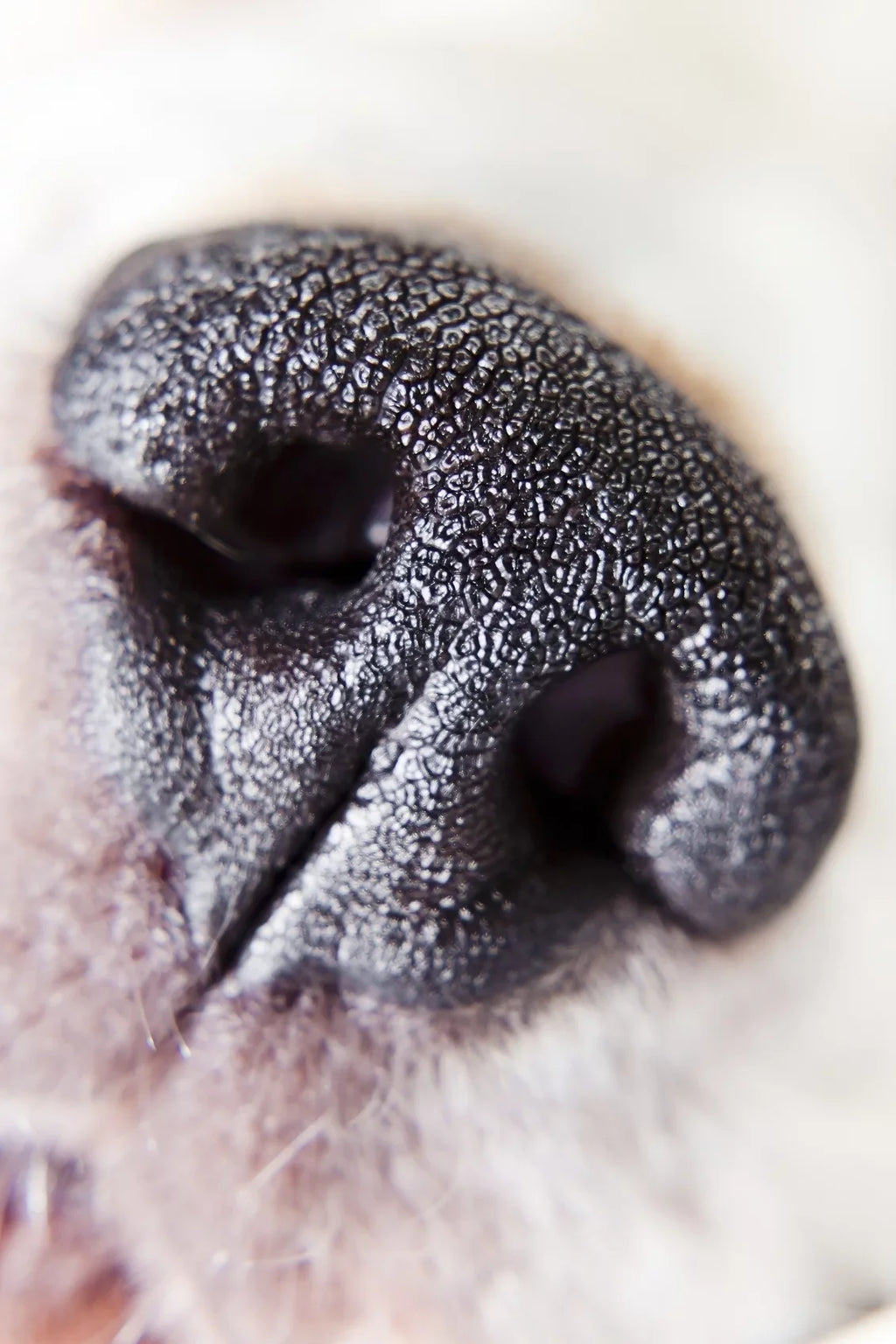 Alpha A3000 10x High Definition 2 Element Close-Up (Macro) Lens (67mm)