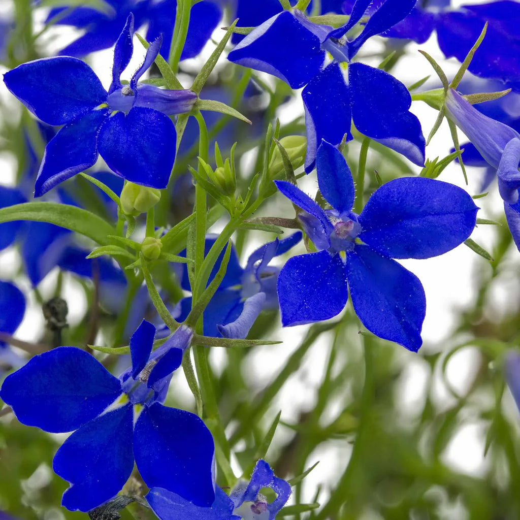 Lobelia Flower Garden Seeds - Regatta Series, Midnight Blue - 1000 Seeds - Trailing, Annual Flower Gardening Seed - Lobelia erinus